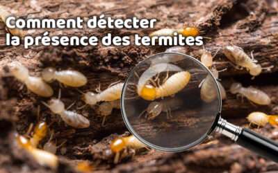 entreprise de traitement des termites et mérule 15 Comment détecter la présence des termites ?