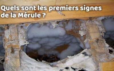 entreprise de traitement des termites et mérule 13 Champignon Lignivore : quels sont les premiers signes de la Mérule ?