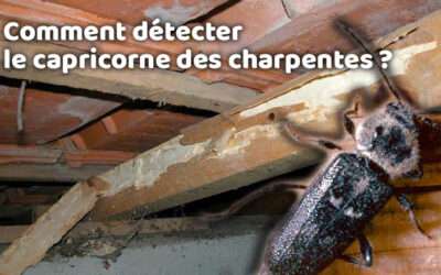 Comment détecter le capricorne des charpentes ?