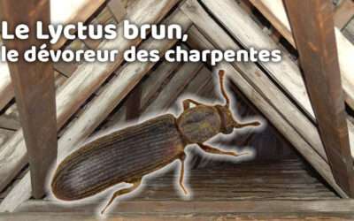 entreprise de traitement des termites et mérule 15 Le Lyctus brun, le dévoreur des charpentes