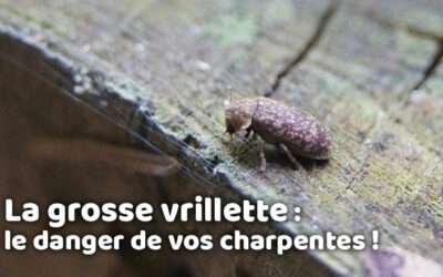 entreprise de traitement des termites et mérule 14 La grosse vrillette : le danger de vos charpentes !