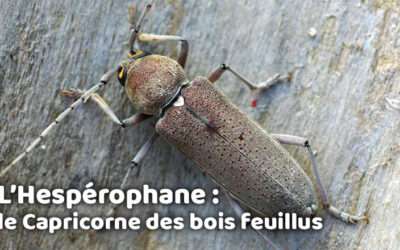 entreprise de traitement des termites et mérule 15 L’Hespérophane : le Capricorne des bois feuillus