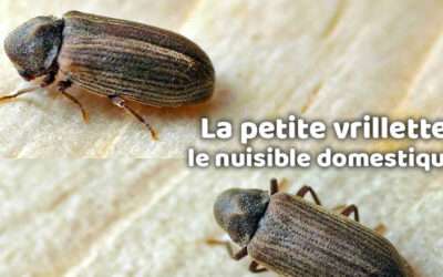 entreprise de traitement des termites et mérule 14 La petite vrillette : le nuisible domestique