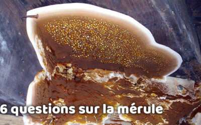 entreprise de traitement des termites et mérule 13 6 questions sur la mérule