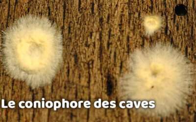 entreprise de traitement des termites et mérule 15 Champignon lignivore : le coniophore des caves