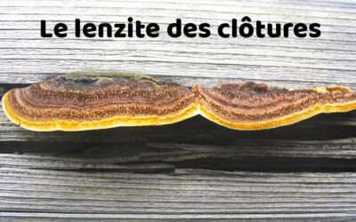 entreprise de traitement des termites et mérule 13 Champignon lignivore : le lenzite des clôtures