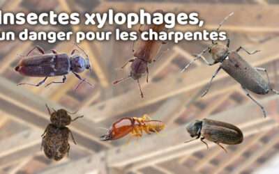 entreprise de traitement des termites et mérule 14 Insectes xylophages, un danger pour les charpentes