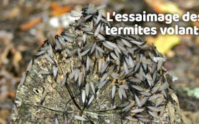 entreprise de traitement des termites et mérule 14 L’essaimage des termites volants