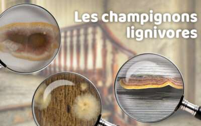 entreprise de traitement des termites et mérule 13 Champignons lignivores, le cancer de vos maisons