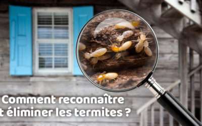 entreprise de traitement des termites et mérule 13 Comment reconnaître et éliminer les termites ?