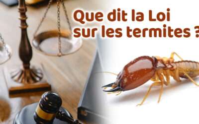 entreprise de traitement des termites et mérule 15 Que dit la loi sur les termites ?