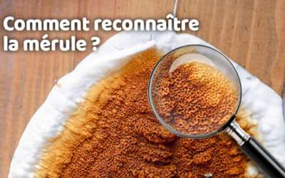 entreprise de traitement des termites et mérule 13 Comment reconnaître la mérule ?