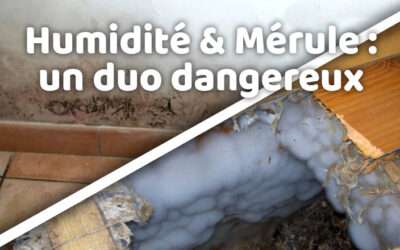 entreprise de traitement des termites et mérule 15 Humidité et mérule : le dangereux duo de votre maison