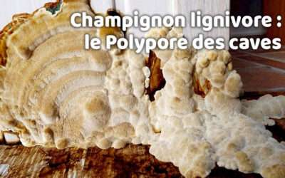 entreprise de traitement des termites et mérule 14 Champignon lignivore : le Polypore des caves