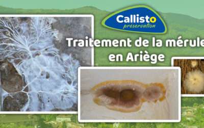 entreprise de traitement des termites et mérule 13 Callisto, l’entreprise de traitement des champignons lignivores et de la mérule de l’Ariège
