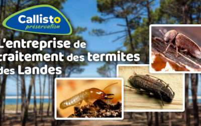 entreprise de traitement des termites et mérule 14 Callisto, l’entreprise de traitement des insectes xylophages et des termites des Landes