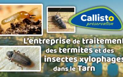 entreprise de traitement des termites et mérule 15 Callisto, l’entreprise de traitement des insectes xylophages et des termites du Tarn