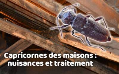 entreprise de traitement des termites et mérule 13 Capricornes des maisons : nuisances et traitement