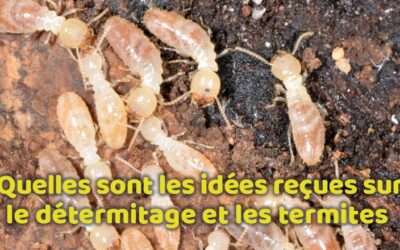 entreprise de traitement des termites et mérule 15 Quelles sont les idées reçues sur le détermitage et les termites ?