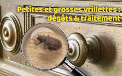 entreprise de traitement des termites et mérule 14 Petites et grosses vrillettes : dégâts & traitement