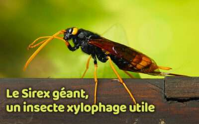 entreprise de traitement des termites et mérule 13 Le sirex géant, un insecte xylophage utile