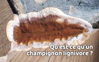 entreprise de traitement des termites et mérule 13 Qu’est ce qu’un Champignon Lignivore ?