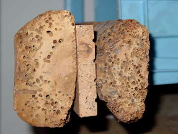 larve du capricorne des maisons