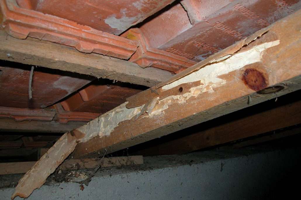 Affaissement de la toiture suite à une attaque de capricorne